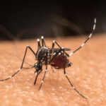 Bir ferahlatıcı, doğal koku yardımıyla doğal olarak sivrisineklerle savaşın