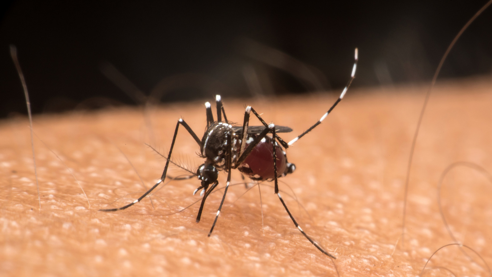 Bir ferahlatıcı, doğal koku yardımıyla doğal olarak sivrisineklerle savaşın