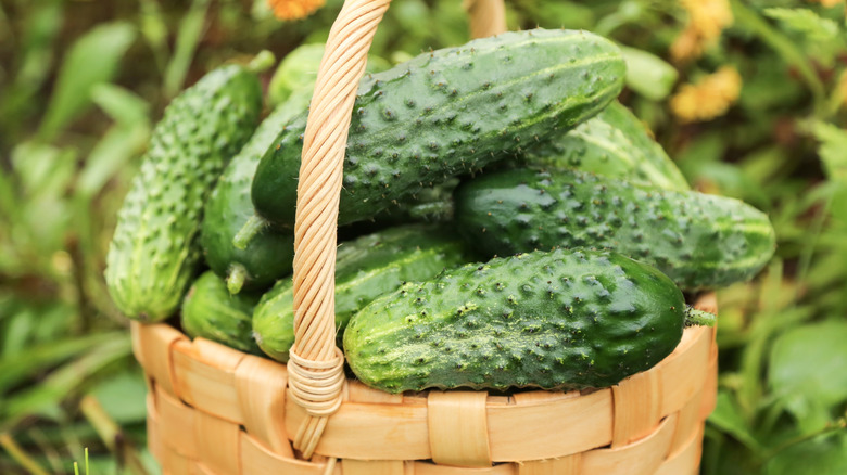 Bir sepette taze hasat salatalık.