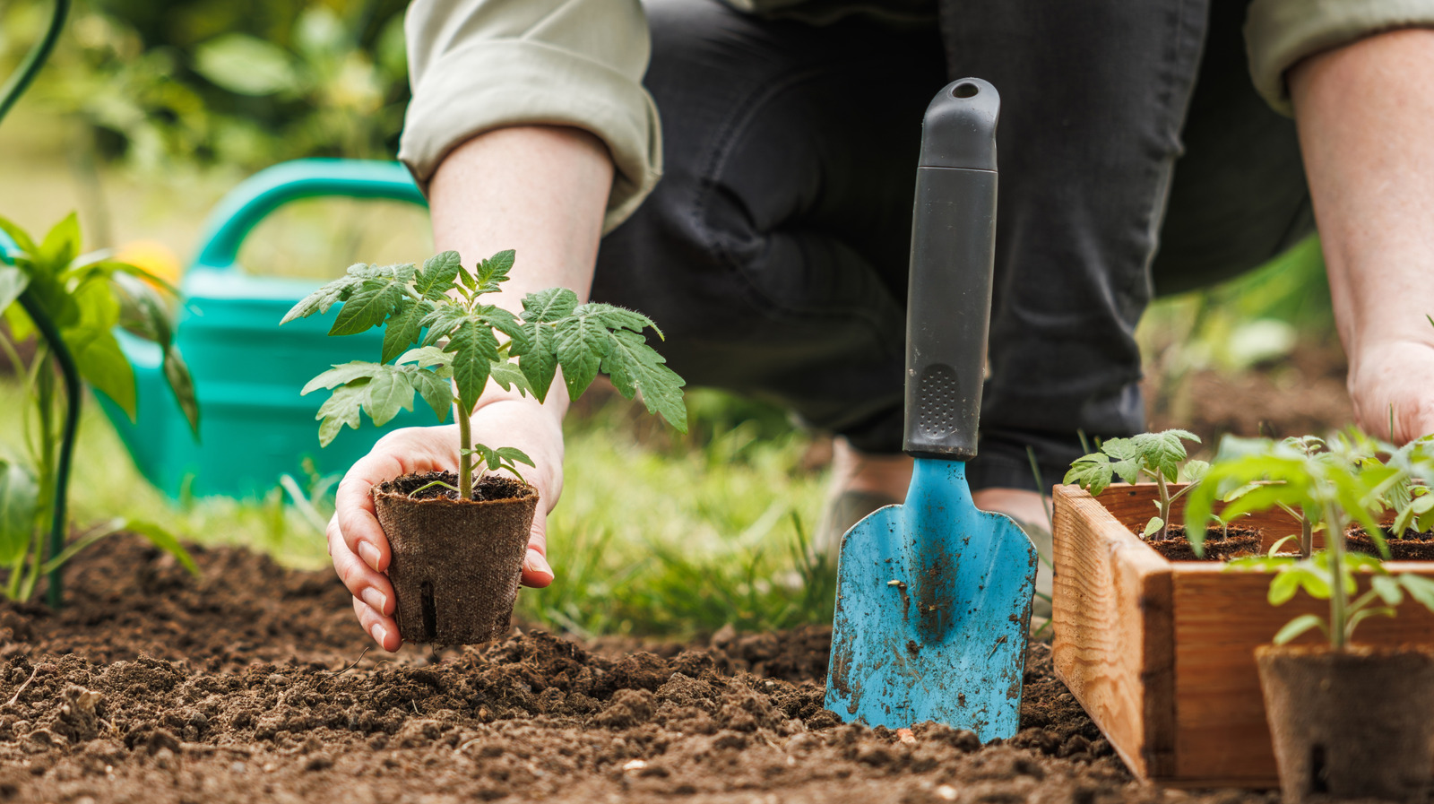 Bahçenizin toprağını doğal olarak iyileştirmek için ekmeniz gereken yatıştırıcı bitki