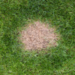 Yaz sıcağında çimlerinizin yanmasını önlemenin en iyi yolu