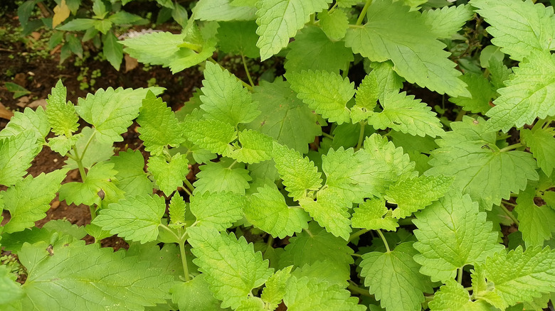 Vahşi doğada büyüyen catnip yaması