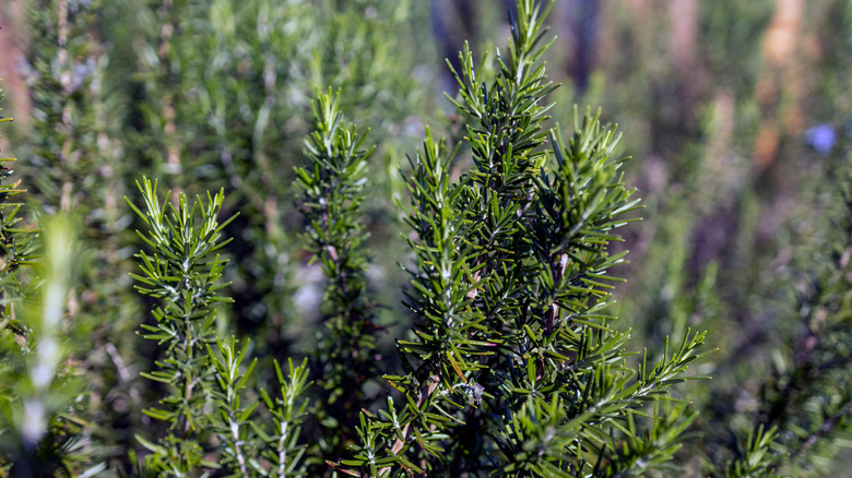 Biberiye'nin yakınlığı