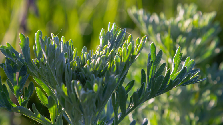 Solucan ağacı büyüyen closeup