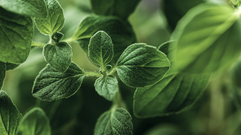 Kekiklik bitkisinin yakın görünümü