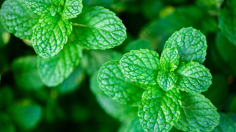 Yukarıdan çekilen taze yeşil yaprak yaprakları