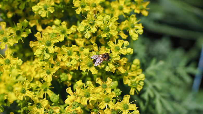 Arı bir yamada oturuyor
