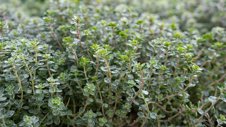 Bir bahçede büyüyen kekik