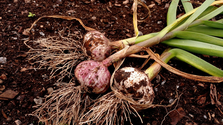 Yerde küçük hasat sarımsak yığını