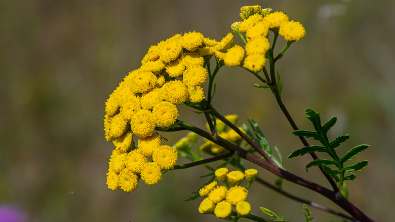 Tansy'nin parlak sarı çiçekleri, seçici odak