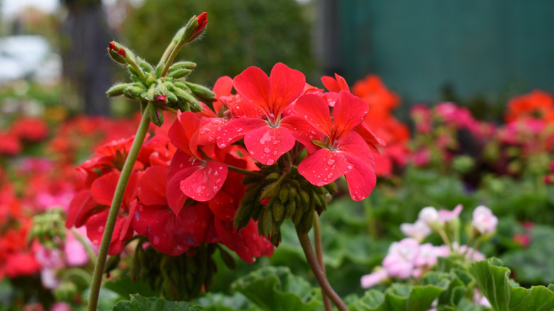 Bir bahçede yapraklarında çiy ile parlak kırmızı sardunya çiçeği