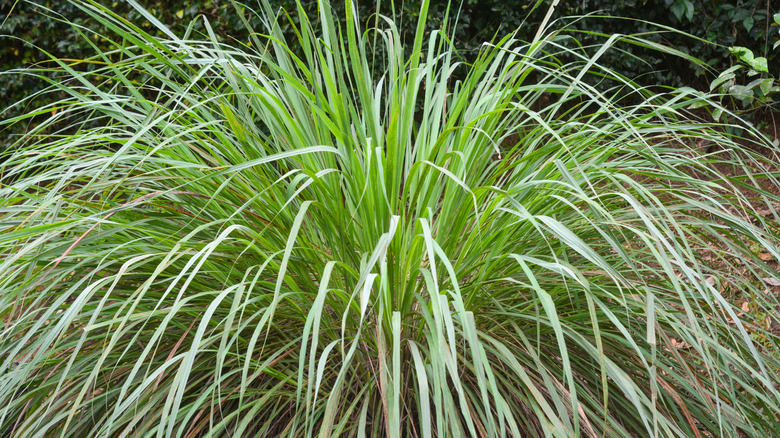 Grad Citronella Grass grubu