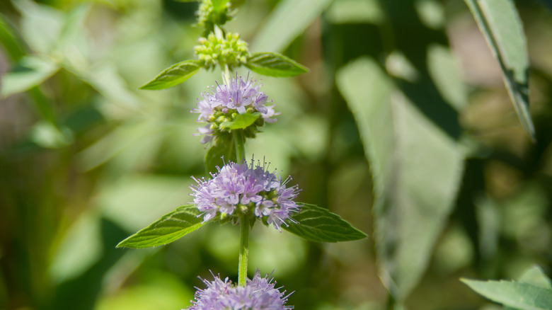 Pennyroyal'ın mor çiçeklerinin yakınlığı