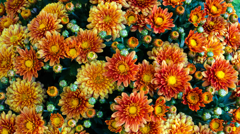 Turuncu ve sarı krizantem çiçek kümesi, bazıları hala çiçek açmıyor