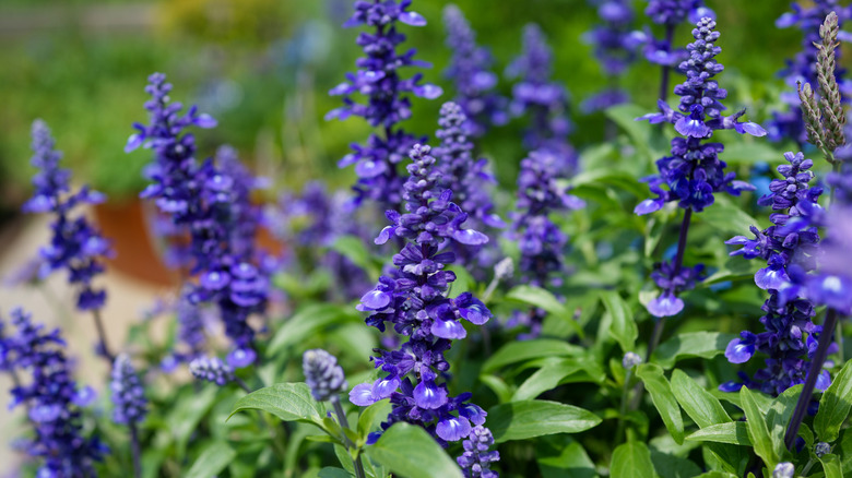 Adaçayı bitkisinin koyu mor çiçekleri