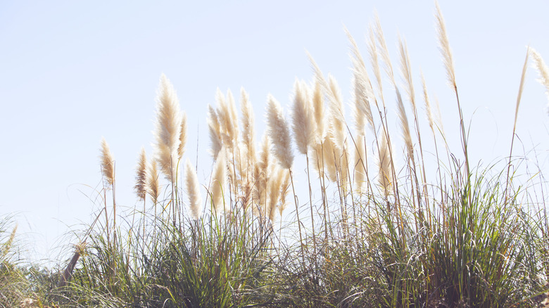 Vahşi Pampas çimleri kabarık bıçakları