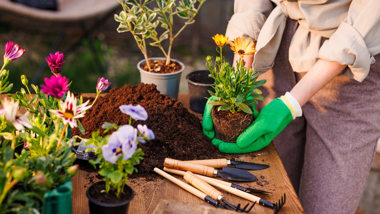 Harika bir zemin örtüsü yapan çarpıcı mavi çiçek (ve dikkat etmek için bir dezavantaj)