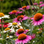 Bütçe dostu bir bahçe için tohumdan büyüyebilirsiniz.
