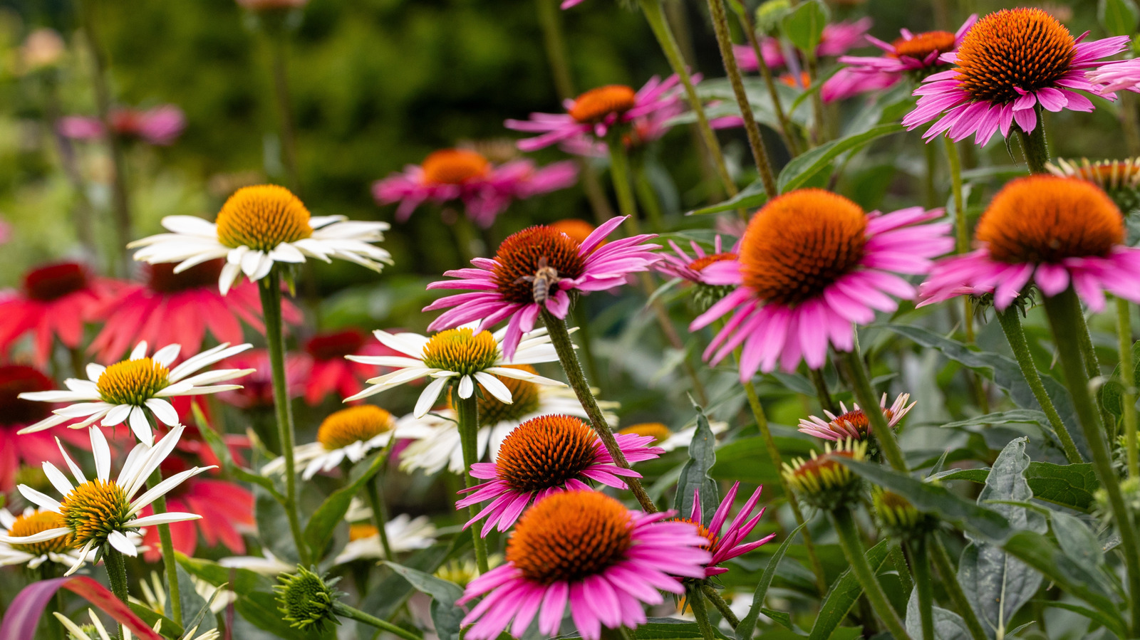 Bütçe dostu bir bahçe için tohumdan büyüyebilirsiniz.
