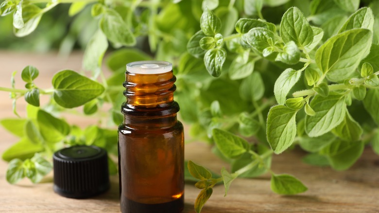 Fondrop'ta kekik dallı şişe uçucu yağlı şişe