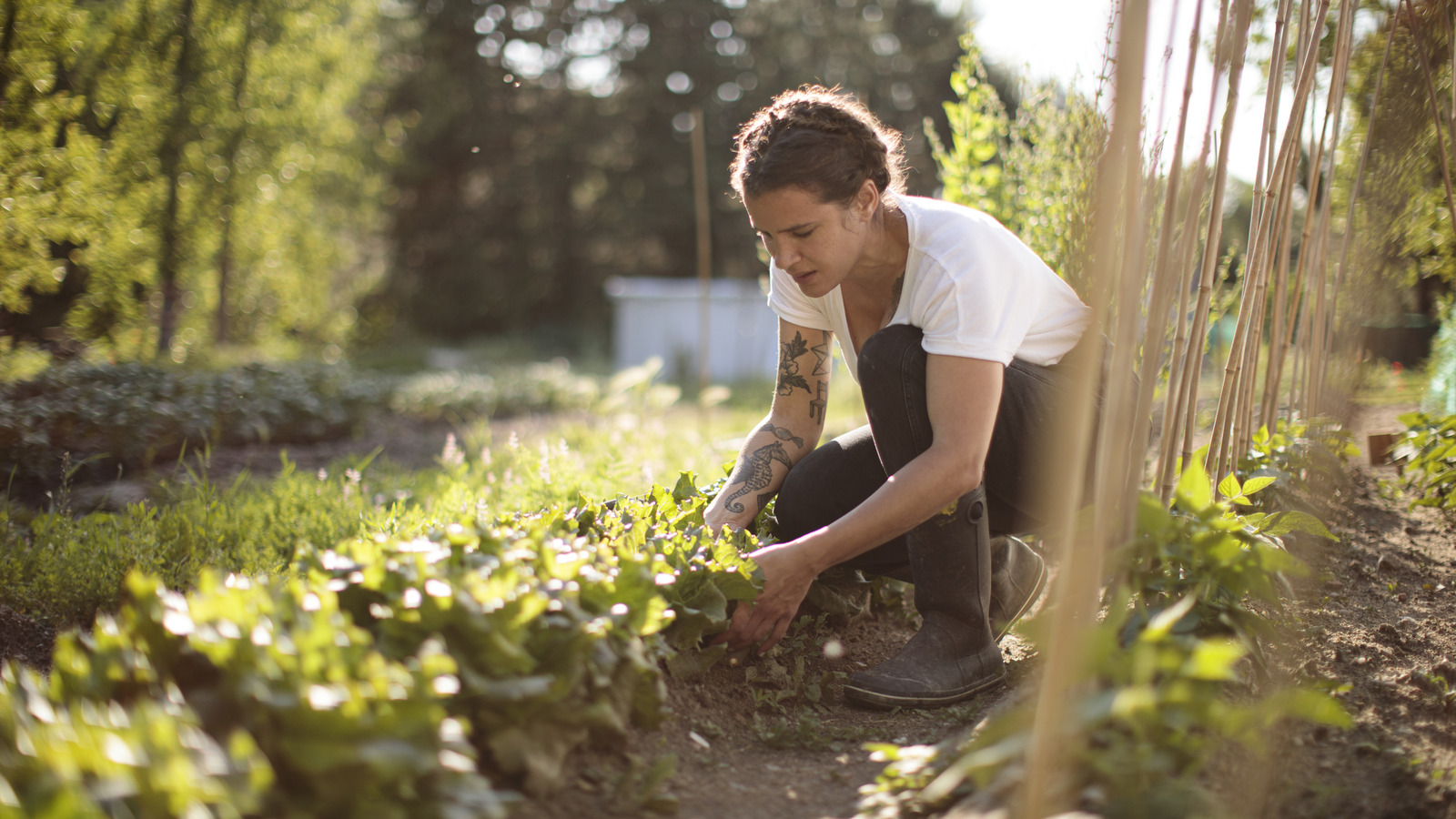 Bahçeniz için aslında çok faydalı olabilecek ortak 'ot'