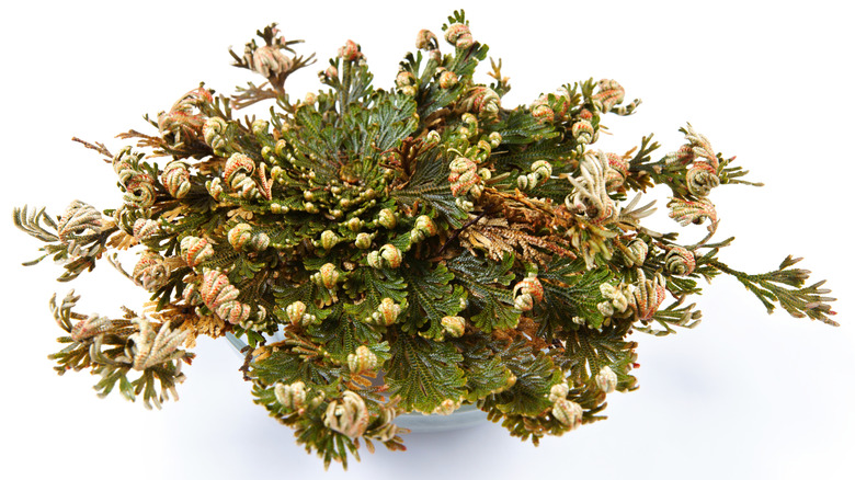 Yeniden canlandırılan bir diriliş bitkileri beyaz bir tabağa oturur, yeşil eğreltiotu benzeri yaprakları her yöne yayılır.