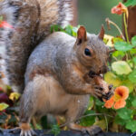 Sincapları başınızın üstünde tutmanın sırrı mı?
