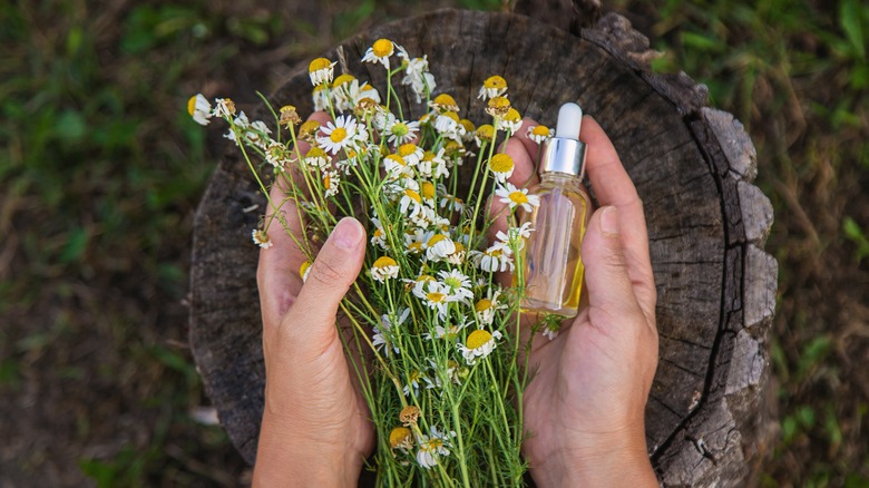 Papatya çiçekleri ve uçucu yağ şişesi tutan eller