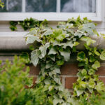 Washington Eyaleti'nin Ortak Ivy Bitki Çeşitleri Üzerine Yeni Yasağı Hakkında Bilmeliyim