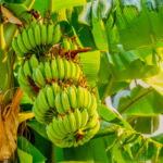 Tohumdan gerçekten muz yetiştirebilir misin? İşte bilmeniz gerekenler