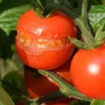 Domateslerin bölünmesini önlemeye yardımcı olan basit ön ek dikiş ucu