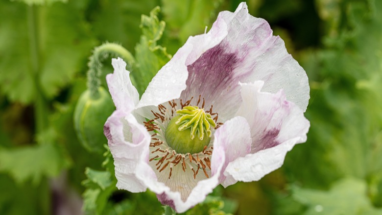 Mor Papaver Somniferum Haşhaş, yağmur damlalarıyla hafifçe kaplı.