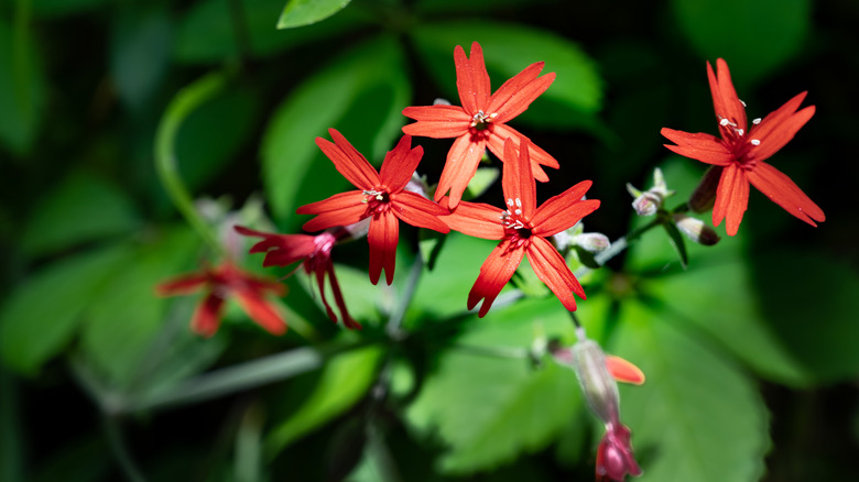 Arka planda yeşillikten çıktıkça bir dizi parlak kırmızı çiçeklenme görülebilir