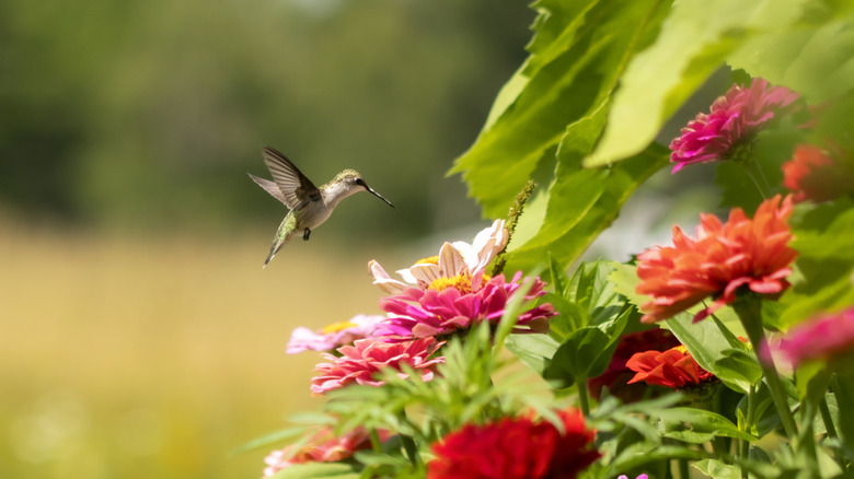 Bir sinek kuşu farklı kırmızı ve pembe çiçek koleksiyonuna sahip bir bahçeye doğru uçar