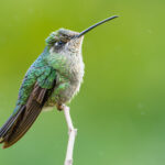 Bahçenizde daha fazla sinek kuşu görmek için bu çarpıcı çiçeği dikin