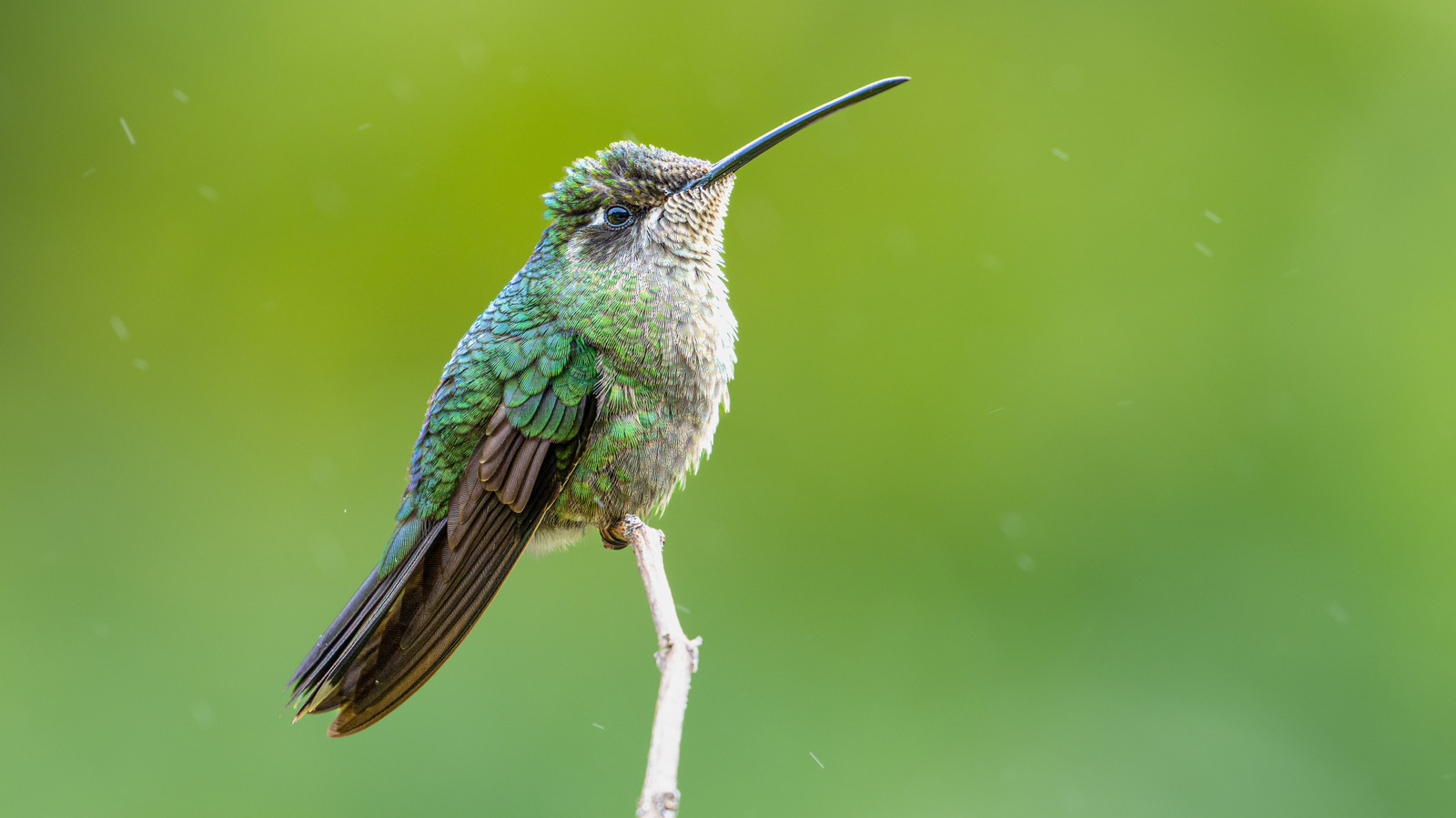 Bahçenizde daha fazla sinek kuşu görmek için bu çarpıcı çiçeği dikin