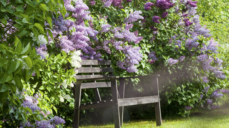 Leylak çiçekleri ahşap bir tezgahı kuşatır.