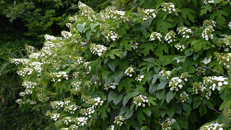 Bir meşe yapraklı ortanca beyaz çiçeklerle kaplıdır.