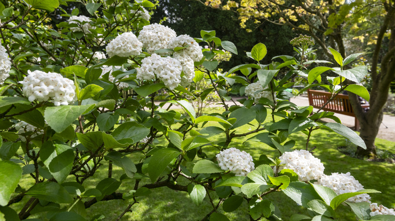 Kartopu Viburnum'un beyaz pufları bir parkta güneş ışığını yakalar.
