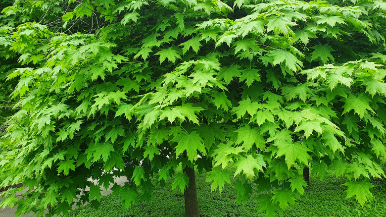Bir parkta hayat çıkarmış küçük bir akçaağaç ağacı.