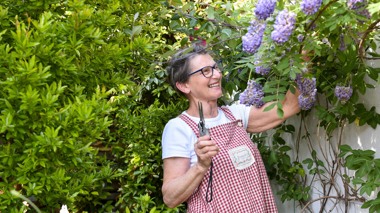 Olgun ışık tenli bir kadın bol miktarda wisteria'yı budanır.