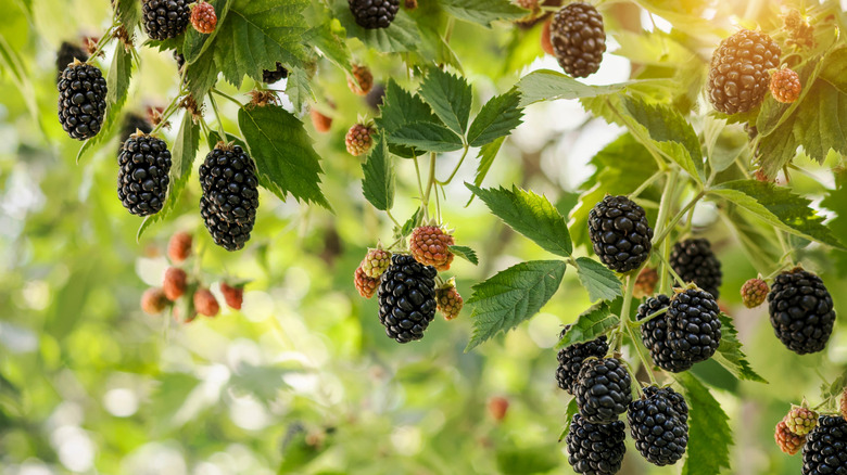 Hem olgun hem de olgunlaşmamış böğürtlenler güneşli bir şubeden asılır.