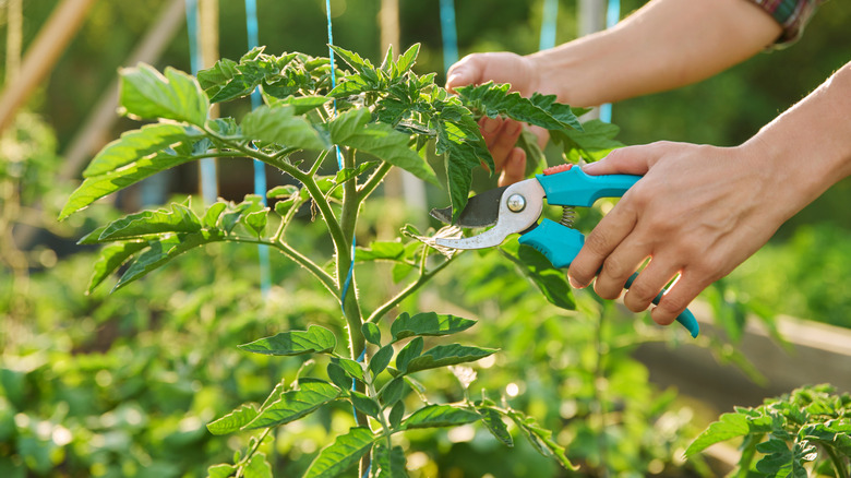 Bir çift açık tenli el, bir domates bitkisini budamak üzeredir.