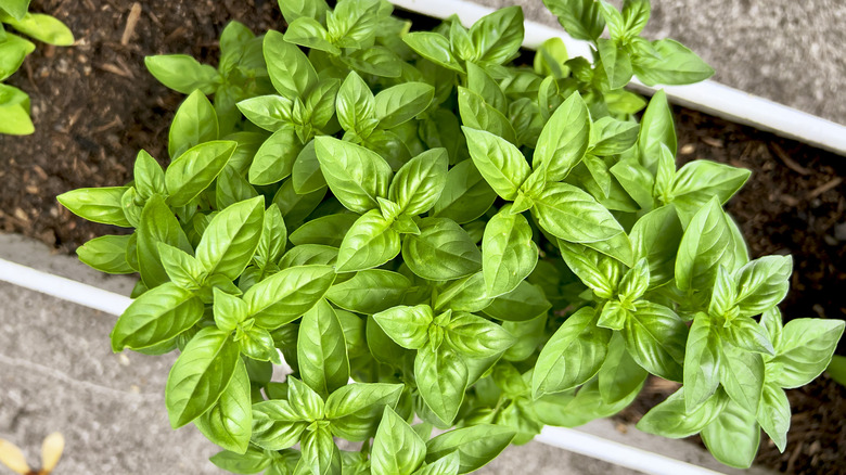 Gürlü bir fesleğen bitkisi bir konteyner bahçesinde gelişir.
