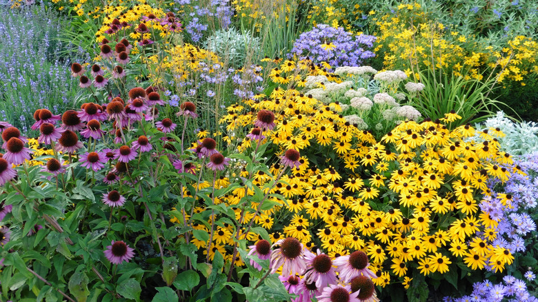 Coneflowers ve siyah gözlü Susans gibi çok sayıda çok yıllık çiçek bahçede çiçek açıyor.