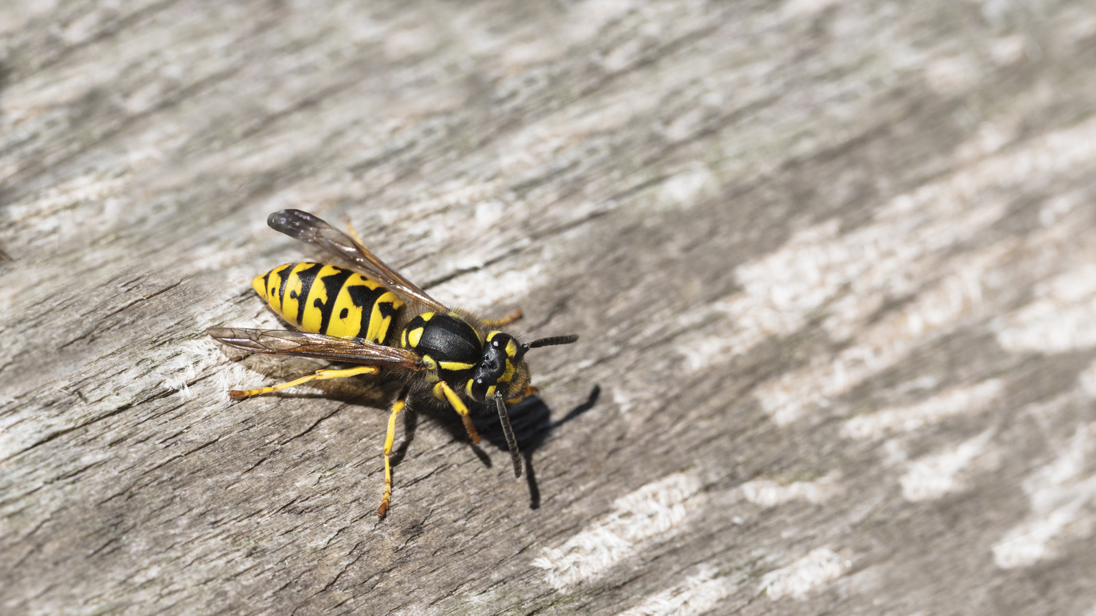 Sarı ceketleri uzak tutmaya yardımcı olabilecek uçucu yağ karışımı