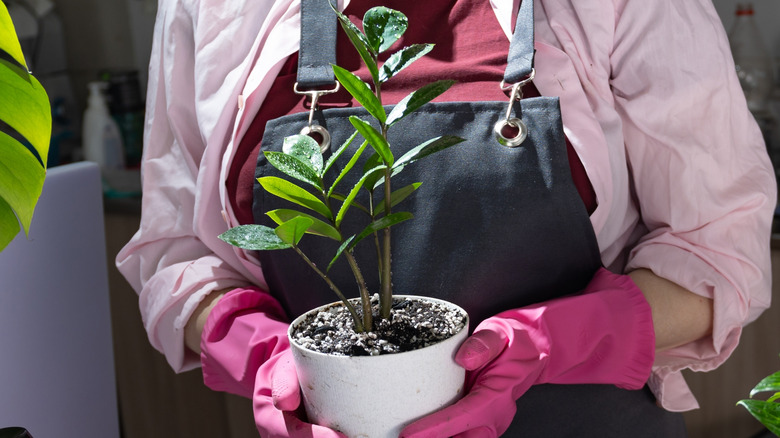 Pembe bahçe eldivenleri giyen bir kişi bir ev bitkisi alır