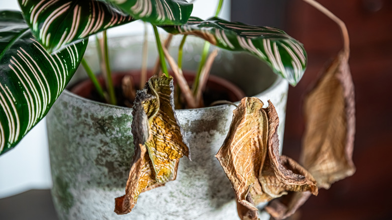 Bir tencerede kızaran yaprakları olan bir kalathea