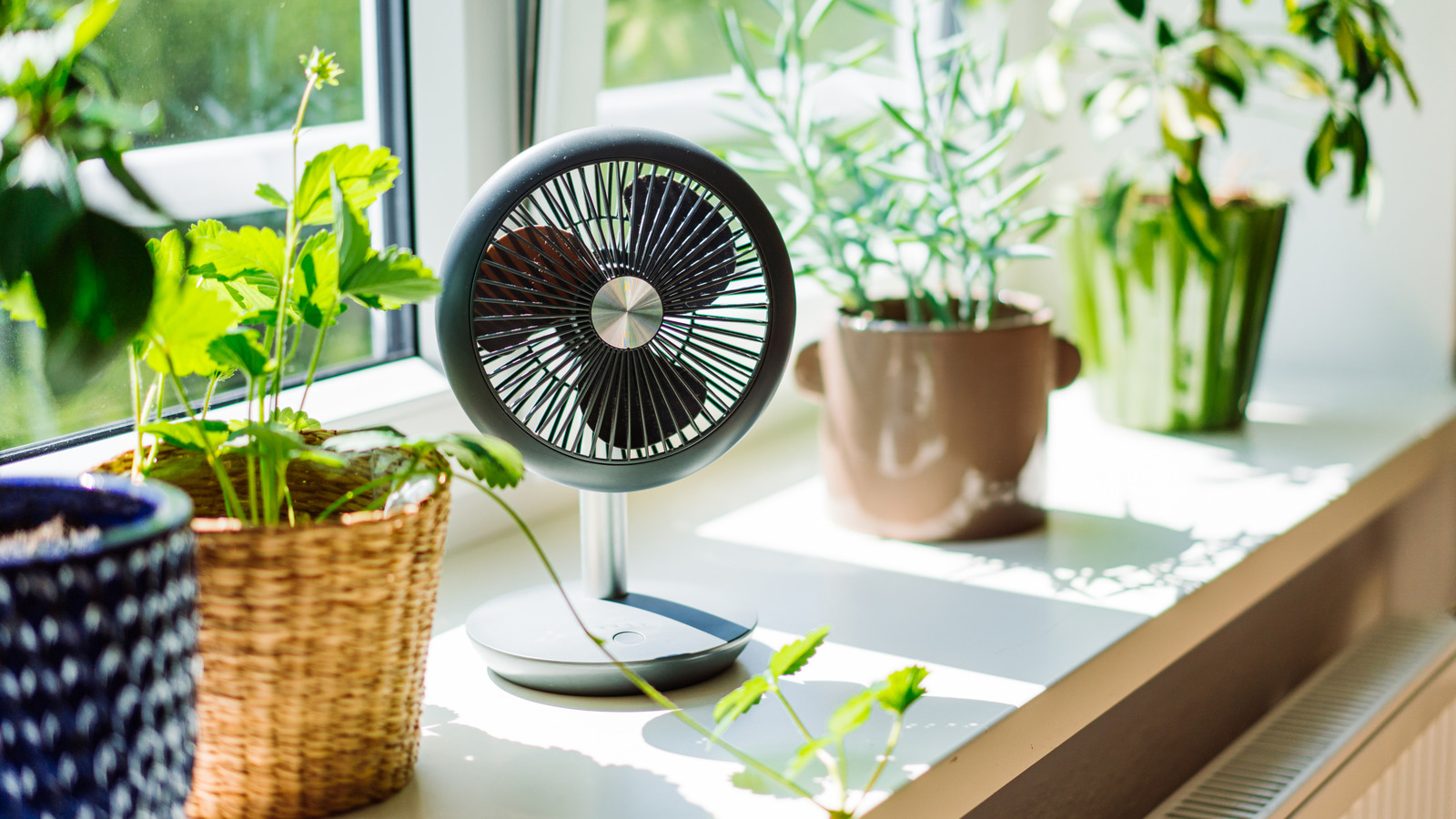 Ev bitkilerinizi öldürebilecek yaygın ısı dalgası sulama hatası