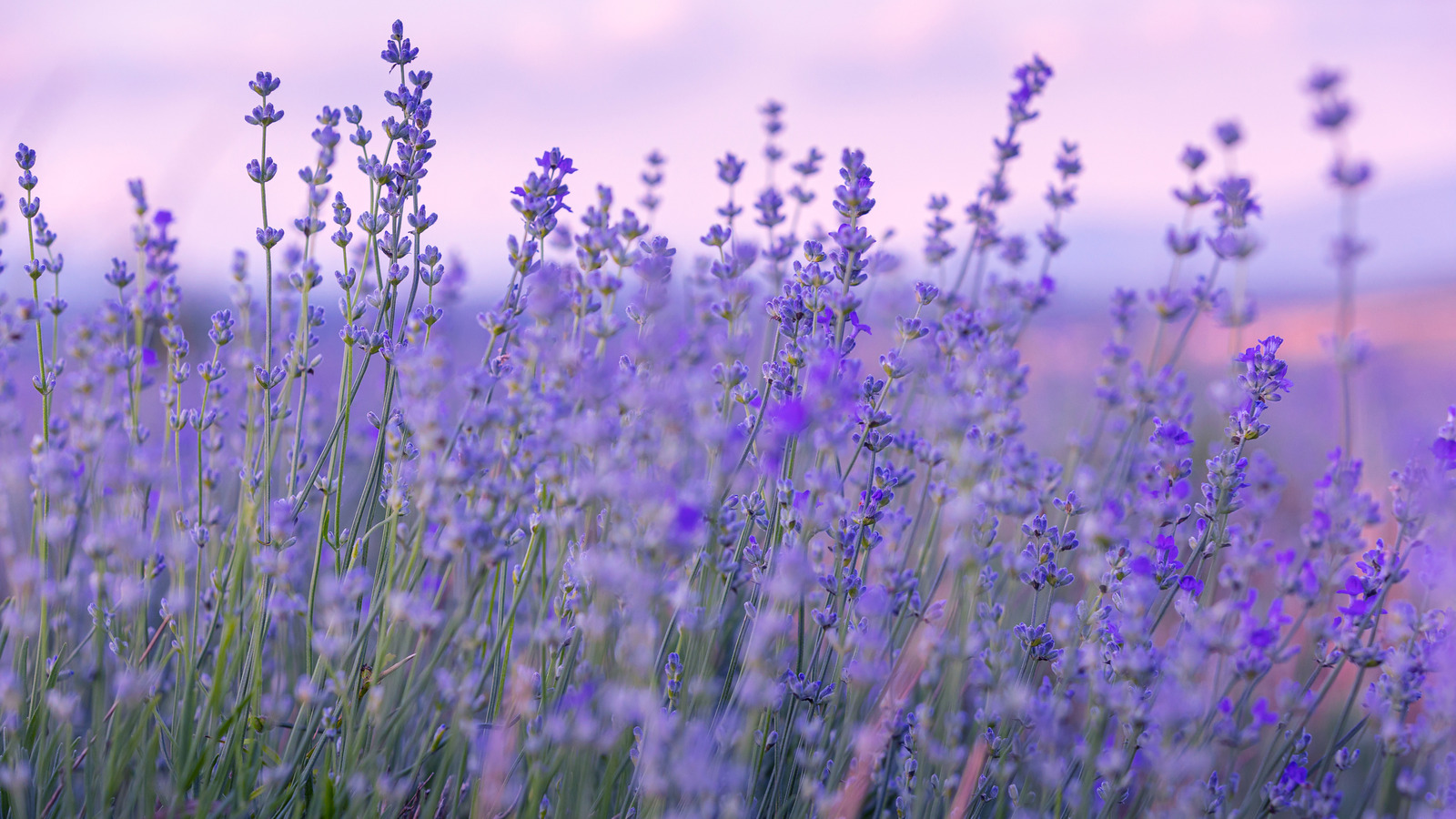 Göz kamaştırıcı mor çiçek kaynağı için lavanta nasıl kolayca büyütülür